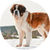 St Bernard